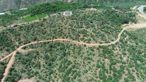 云南建投集團 聚焦主業，以林業之力助推區域發展